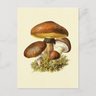 Brauner Vintage-Pilz Postkarte