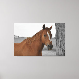 Braunes Pferd, B&W Hintergrund Leinwand