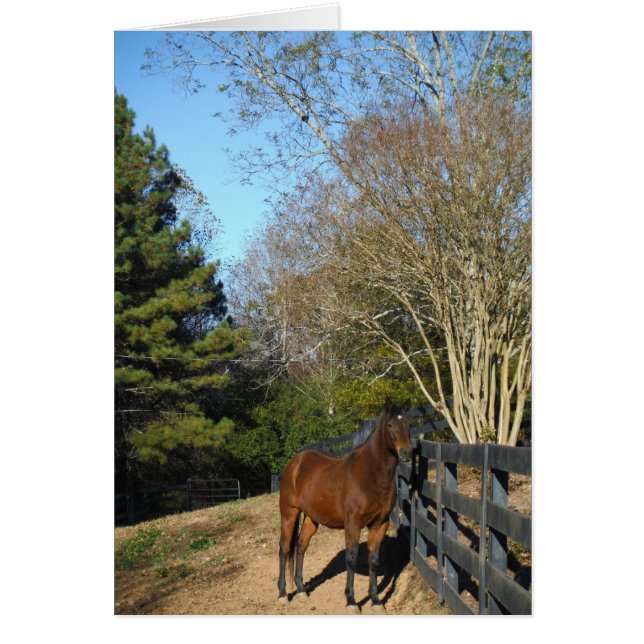 Braunes Pferd gegen einen Zaun (Vorne)