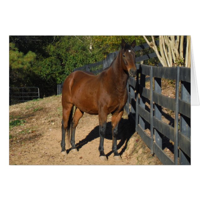 Braunes Pferd gegen einen Zaun (Vorderseite (Horizontal))