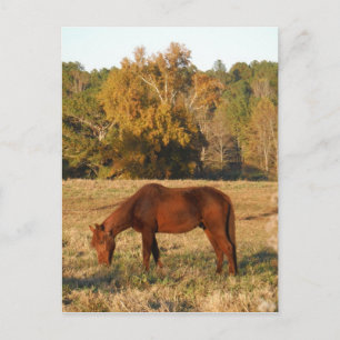 Braunes Pferd im Gelbbaumfeld Postkarte