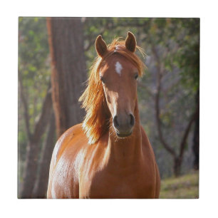 Braunes Pferd im Sonnenlicht Fliese