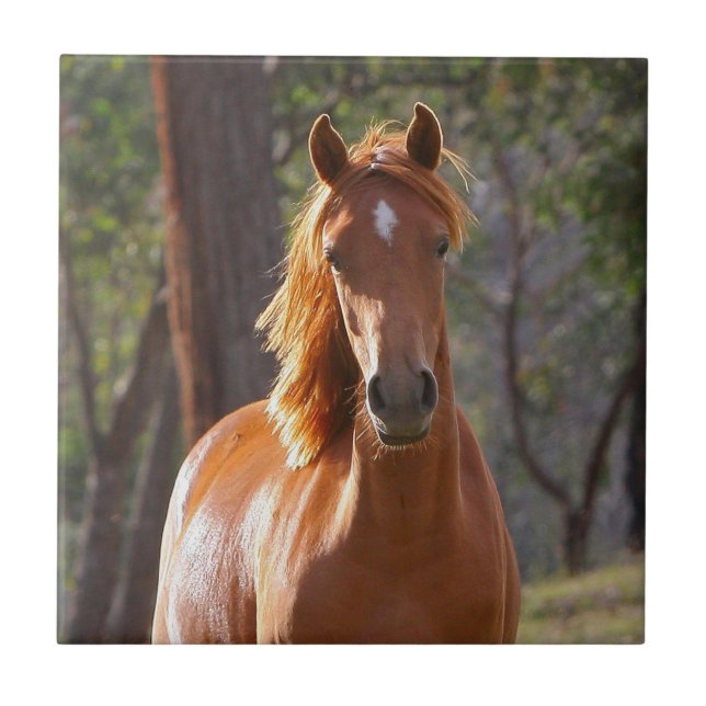 Braunes Pferd im Sonnenlicht Fliese (Vorderseite)