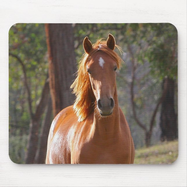 Braunes Pferd im Sonnenlicht Mousepad (Vorne)