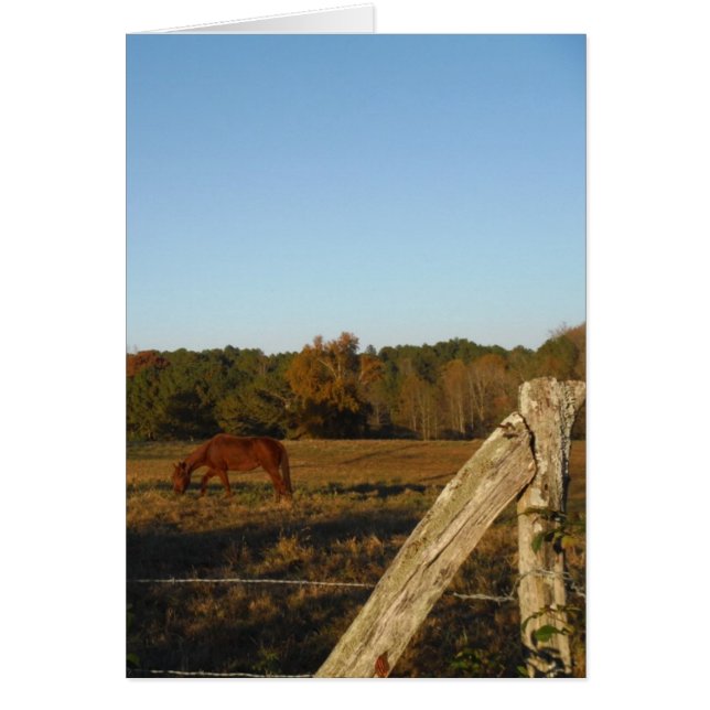 Braunes Pferd in der Sonne (Vorne)