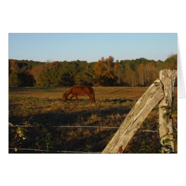 Braunes Pferd in der Sonne (Vorderseite (Horizontal))