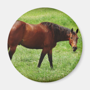 Braunes Pferd Magnet