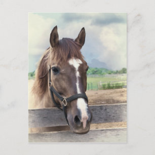 Braunes Pferd mit Bridle Postkarte