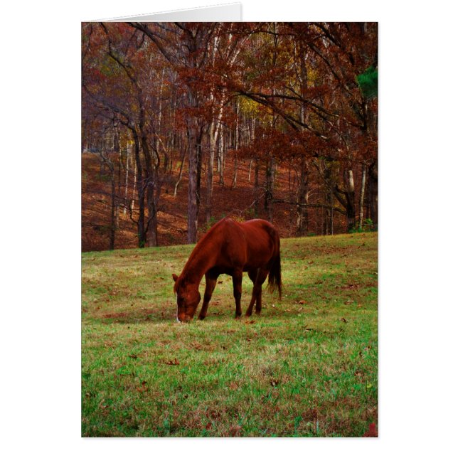 Braunes Pferd mit weißer Nase an der Holzkante (Vorne)