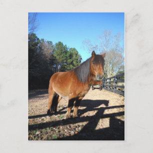 Braunes Pony Türkis Himmel Postkarte