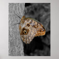 Braunes Schmetterling Teilfarbigkeit
