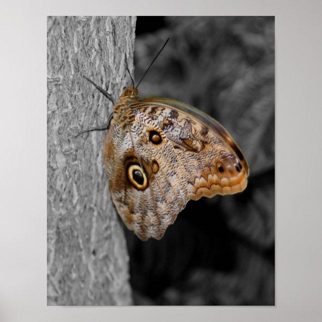 Braunes Schmetterling Teilfarbigkeit Poster (Vorne)