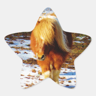 Braunes und cremefarbenes Miniaturpferd im Schnee. Stern-Aufkleber