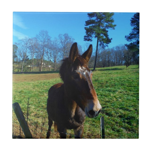 Braunes und weißes Maultier Fliese (Vorderseite)