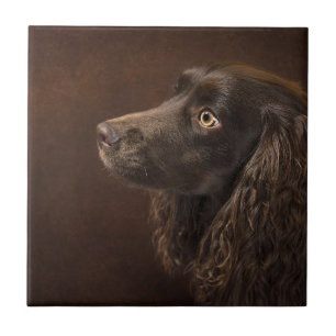 Braunhaarhund Fliese