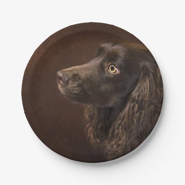 Braunhaarhund Pappteller (Vorderseite)