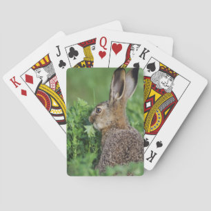 Braunhase, Lepus europaeus, Jungtier beim Fressen, Spielkarten
