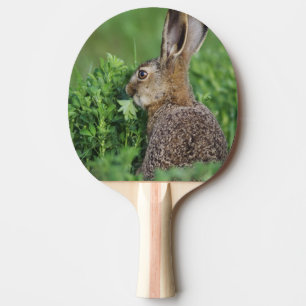 Braunhase, Lepus europaeus, Jungtier beim Fressen, Tischtennis Schläger