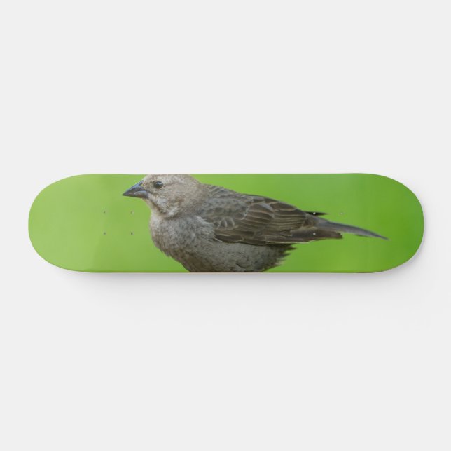 Braunkopf-Kuhstärling Skateboard (Horizontal)