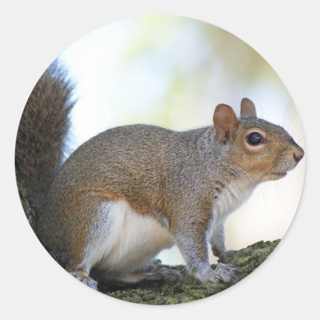 Braunkopfhörnchen Runder Aufkleber (Vorderseite)