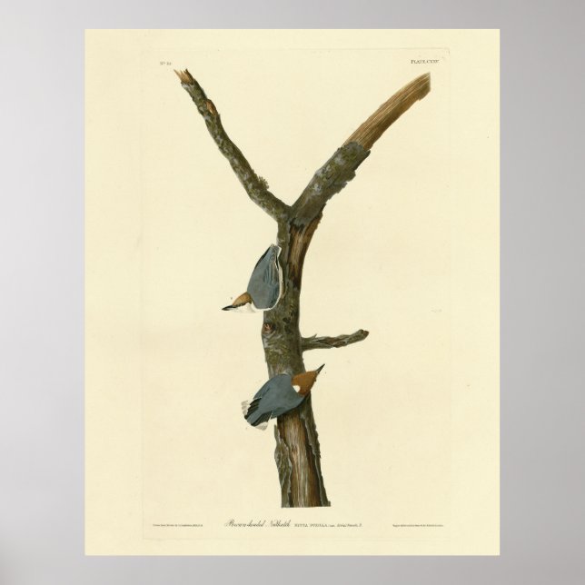 Braunkopfnuthatch - Audubons Vögel in Amerika Poster (Vorne)