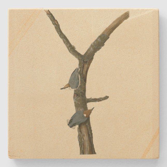 Braunkopfnuthatch - Audubons Vögel in Amerika Steinuntersetzer (Vorderseite)