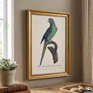 Braunkopfsittich, Eupsittula Canicularis Fotodruck