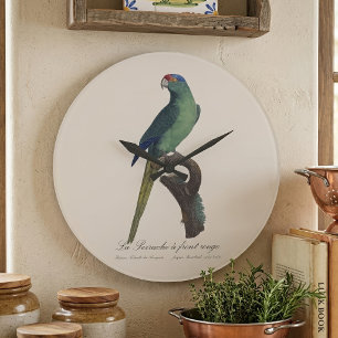 Braunkopfsittich, Eupsittula Canicularis Große Wanduhr
