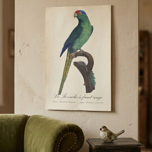Braunkopfsittich, Eupsittula Canicularis Poster