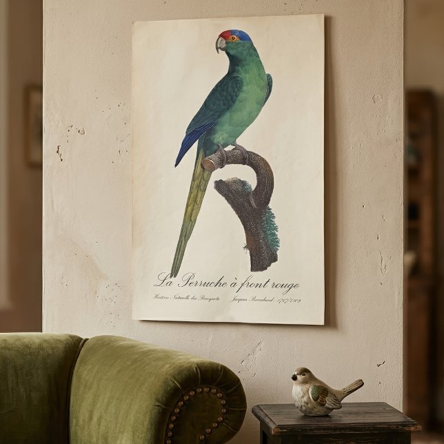 Braunkopfsittich, Eupsittula Canicularis Poster (Orange-Fronted Parakeet, Eupsittula Canicularis. Poster )