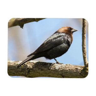 Braunkopfvogel Magnet