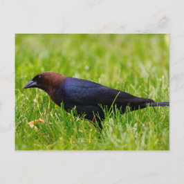 Braunkopfvogel (Molothrus) Postkarte