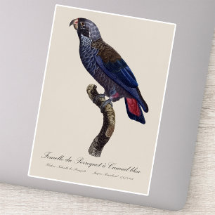 Braunpapagei oder Dunkler Pionus, Pionus fuscus Aufkleber