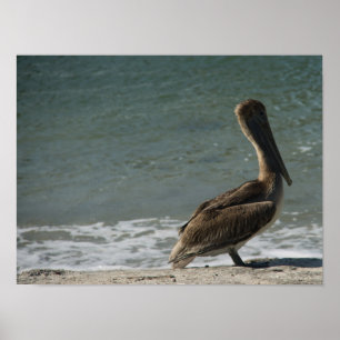 Braunpelikan am Strand Foto Poster