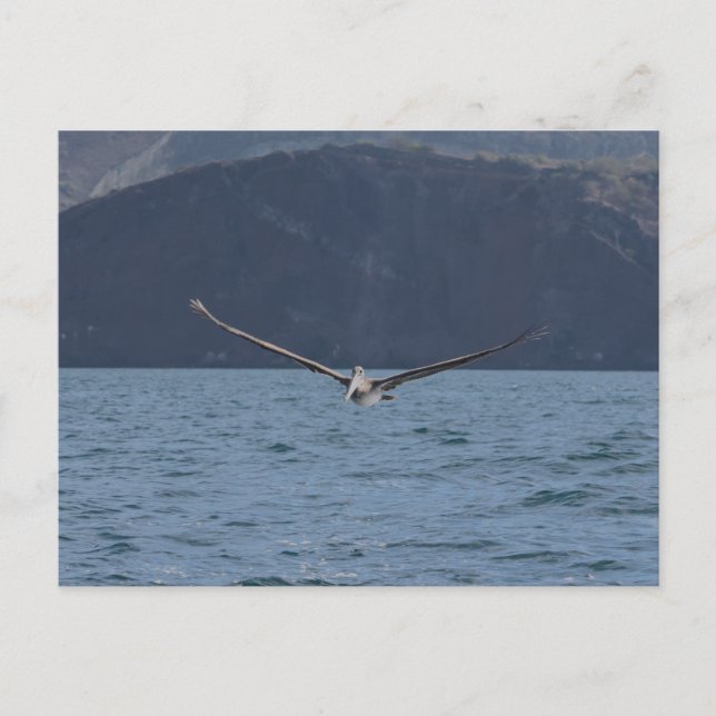 Braunpelikan im Flug, die Galapagos Postkarte (Vorderseite)