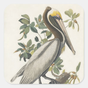 Braunpelikan nach Audubon Quadratischer Aufkleber