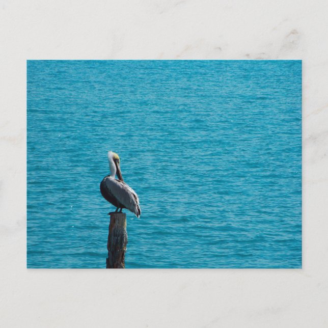 Braunpelikan Postkarte (Vorderseite)