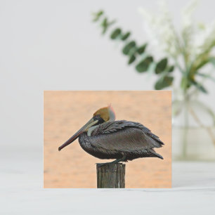 Braunpelikanruhen am Spulen Postkarte