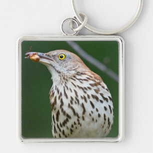 Braunspottdrossel mit Geschenken des Tages Geschen Schlüsselanhänger