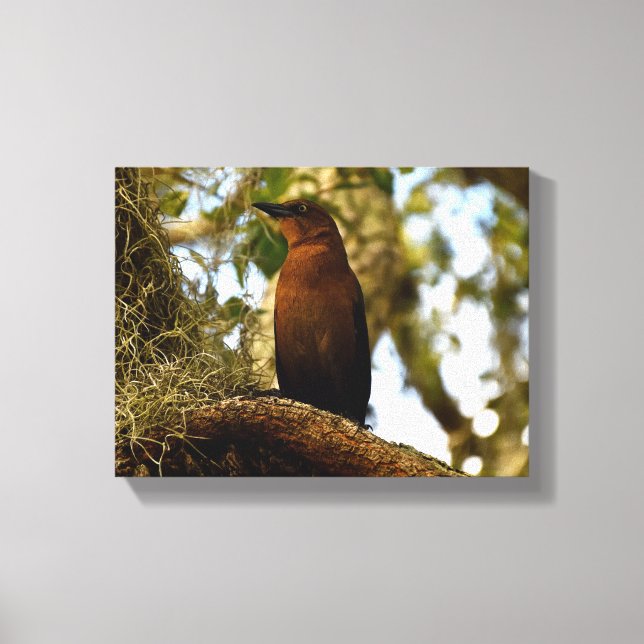 Braunspötter-Vogel Leinwanddruck (Vorderseite)