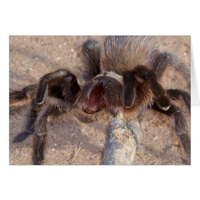 Brauntrantula (Vorderseite (Horizontal))