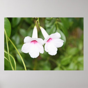 Brautglockenblume Poster