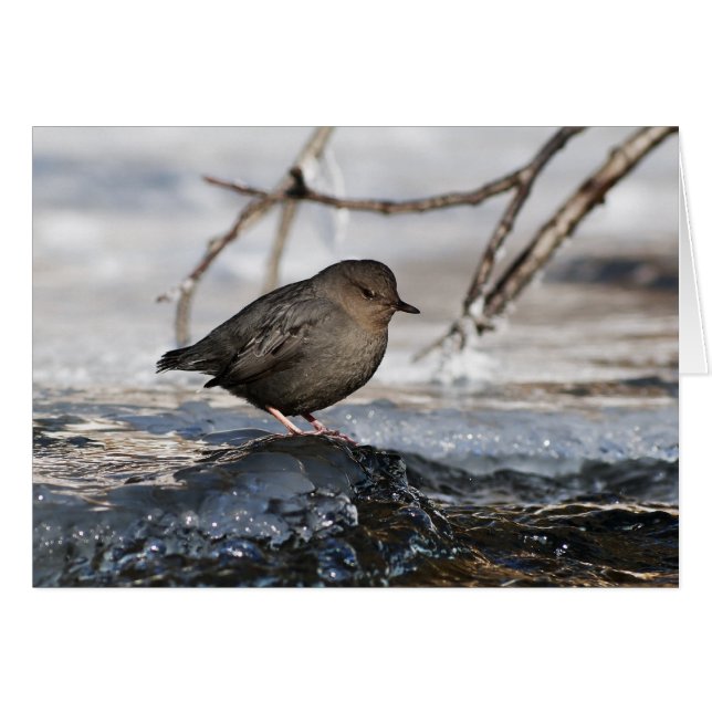 Brave American Dipper (Vorderseite (Horizontal))