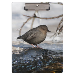 Brave American Dipper Klemmbrett