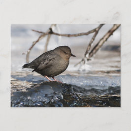 Brave American Dipper Postkarte