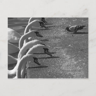 Brave Pigeon Postkarte