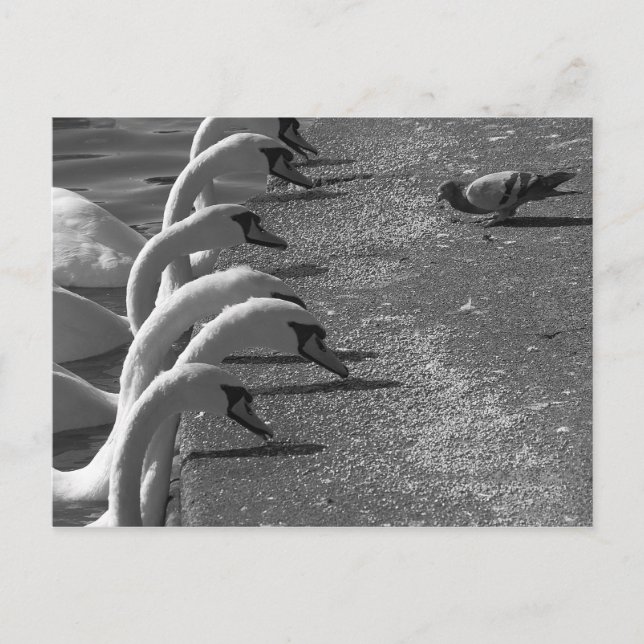 Brave Pigeon Postkarte (Vorderseite)