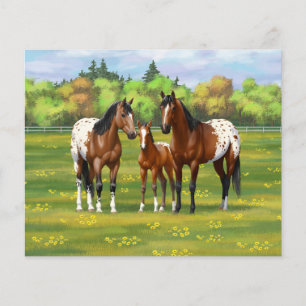 Brawn Bay Appaloosa Pferde im Sommer Weide