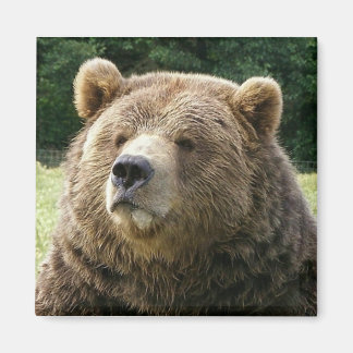 Brawn Bear Magnet