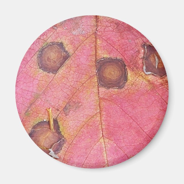 Brawn Dotted Red Fall Leaf Magnet (Vorne)